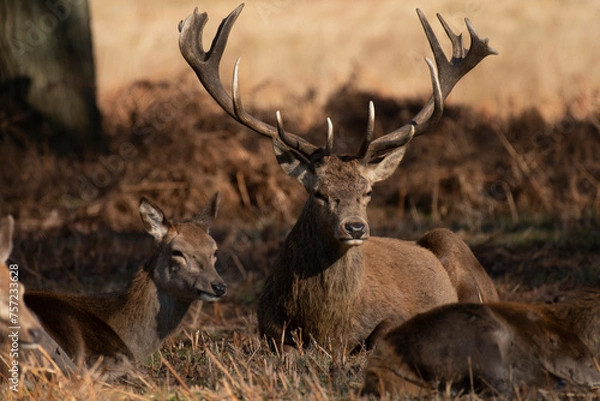 Fototapeta Deer with damaged antlers sitting down looking at camera, sitting in park with dappled autumn sunlight with young deer to side and to the front