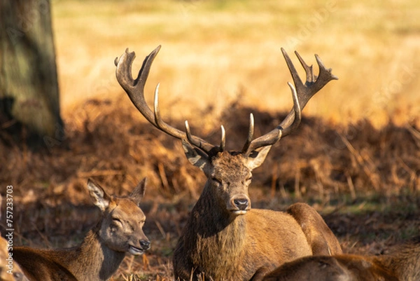 Fototapeta Stunning deer displaying his antlers, sitting in park with dappled autumn sunlight with young deer to side