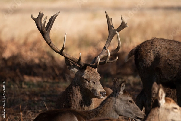 Fototapeta Splendid deer with damaged antlers sitting down facing right, with antlers upright and very visivle, sitting in park with dappled autumn sunlight with young deer to side and to the front