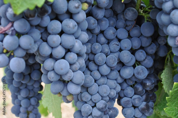 Obraz purple red grapes with green leaves on the vine