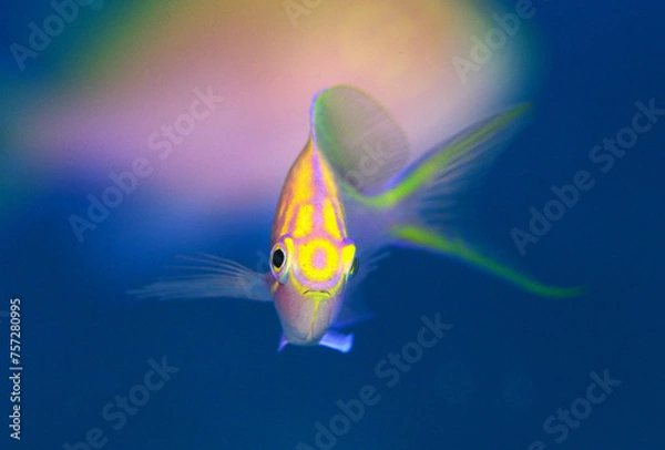 Obraz 可愛いハナゴンベの幼魚