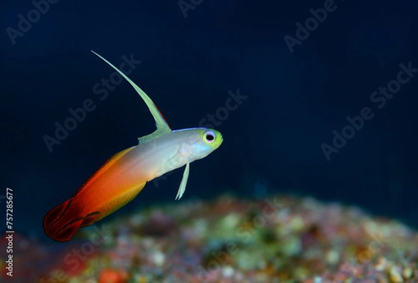 Obraz ハタタテダイ