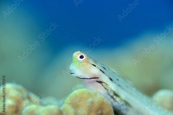 Obraz イシガキカエルウオ