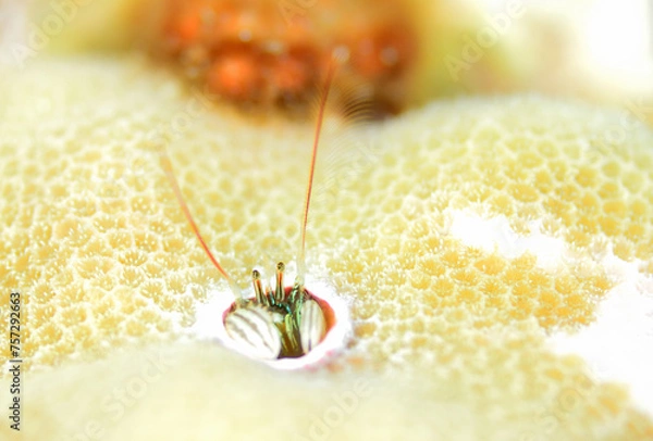 Obraz カンザシヤドカリ