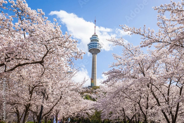Obraz Cherry blossoms blooming in spring at E-World 83 Tower a popular tourist destination. in Daegu,South Korea.