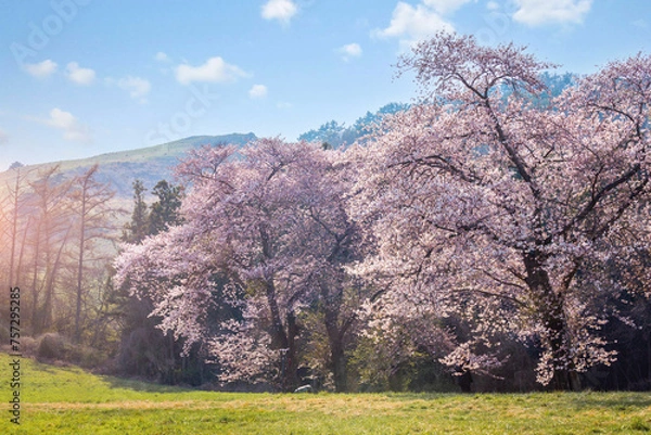 Fototapeta cherry blossom trees in bloom around Yongbi Lake in Seosan, South Korea.