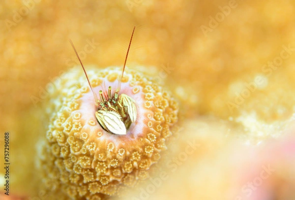 Obraz カンザシヤドカリ