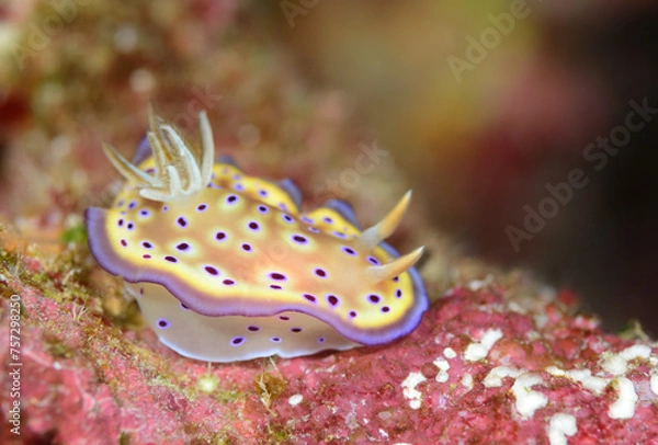 Obraz 美しいオトヒメウミウシ