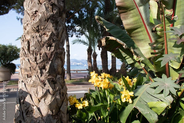 Fototapeta The beautiful gardens with exotic plants of the street La Croisette on the beachfront in Cannes in the south of France frame the sea and hills in the distance.