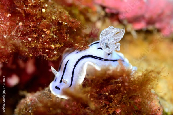 Obraz ミゾレウミウシ