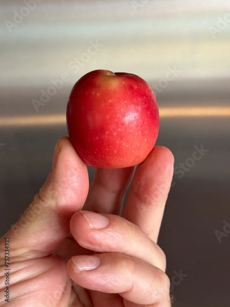 Obraz Small crabapple in fingers simple tiny apple