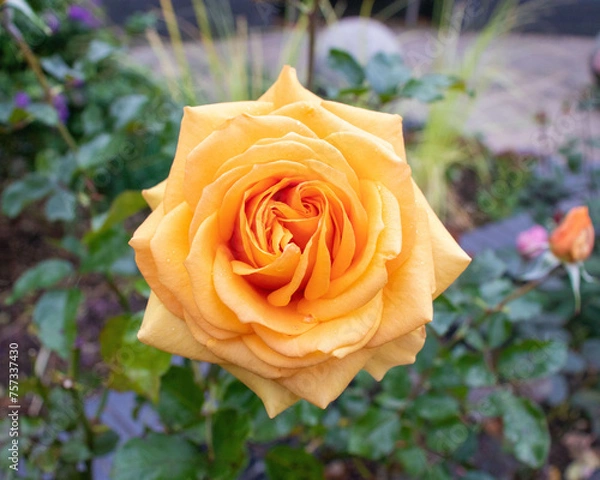 Fototapeta Perfect orange, yellow rose in full bloom set centrally in the image against a natural, garden, bokeh, green background. Taken in natural light in a garden.