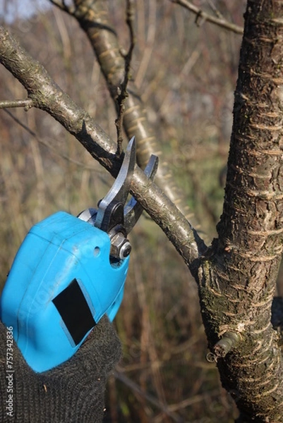 Obraz Pruning trees with electric pruning shears branch cutter automatic with battery to easyprune branches of trees. Gardening electric tool equipment.