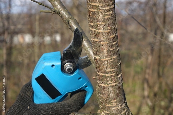 Obraz Pruning trees with electric pruning shears branch cutter automatic with battery to easyprune branches of trees. Gardening electric tool equipment.