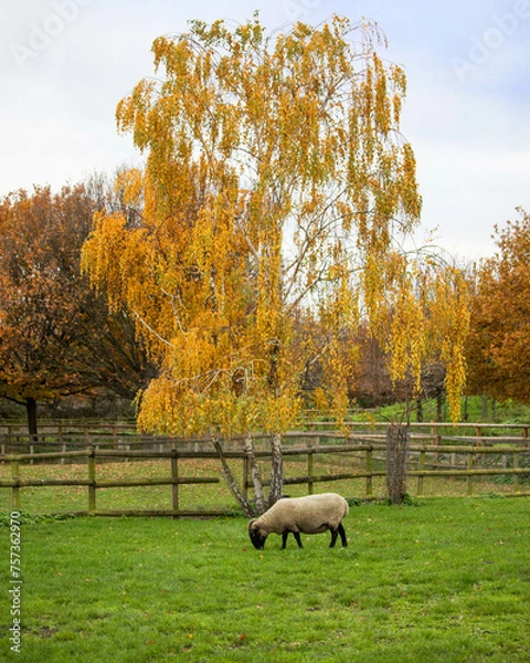 Fototapeta A sheep grazes in a field in autumn beneath a beautiful tree in golden autumn foliage and a rustic wooden fence