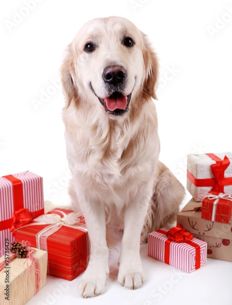 Fototapeta Adorable Labrador sitting with present boxes, isolated on white
