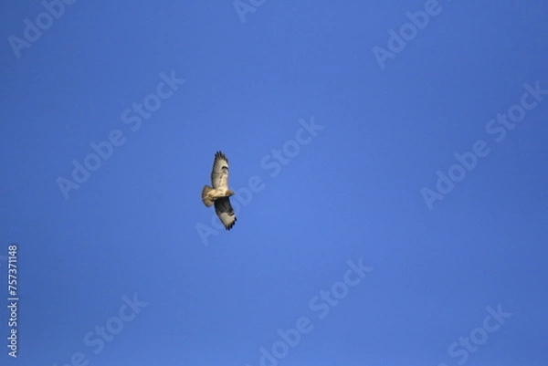 Obraz Mäusebussard (Buteo buteo)