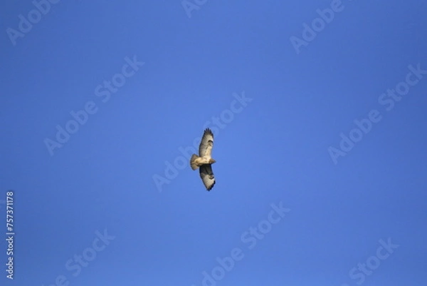 Obraz Mäusebussard (Buteo buteo)