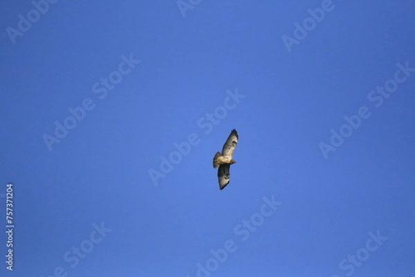 Obraz Mäusebussard (Buteo buteo)