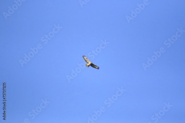Obraz Mäusebussard (Buteo buteo)
