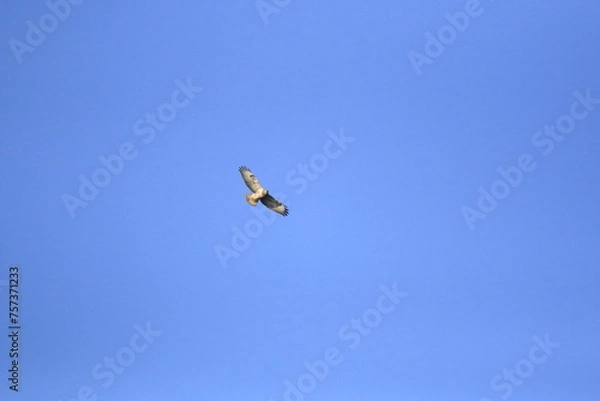 Obraz Mäusebussard (Buteo buteo)