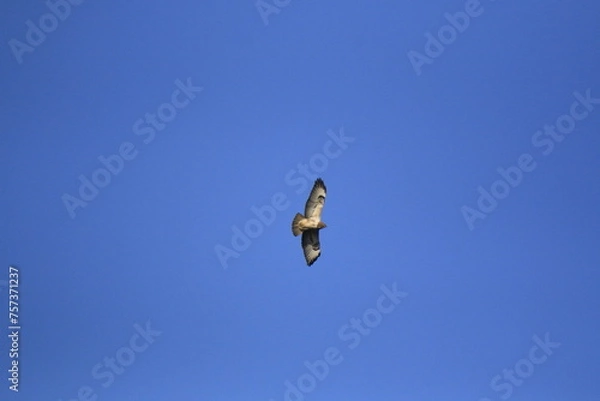 Obraz Mäusebussard (Buteo buteo)