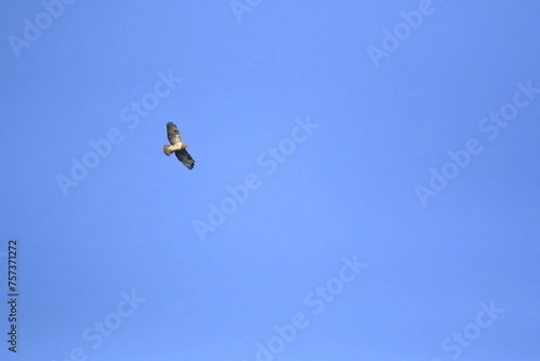 Obraz Mäusebussard (Buteo buteo)