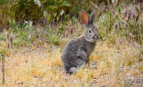 Fototapeta Rabbit in the wild.