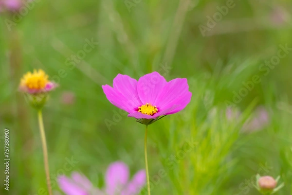 Fototapeta カラフルに咲く秋のコスモス　滋賀県守山市今浜コスモス園