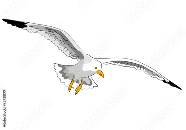 Obraz segelnde möwe