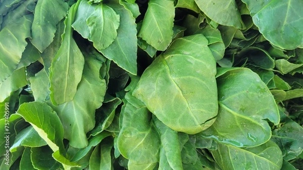 Fototapeta Fresh vegetable green leaves background