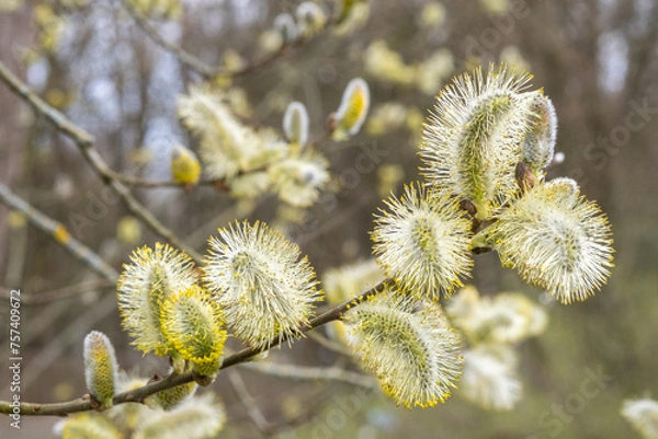 Obraz Salix cinerea Asch-Weide Grauweide Detail Blüte Close Up