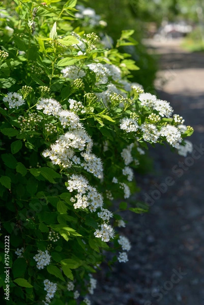 Obraz A shrub with white flowers in the garden