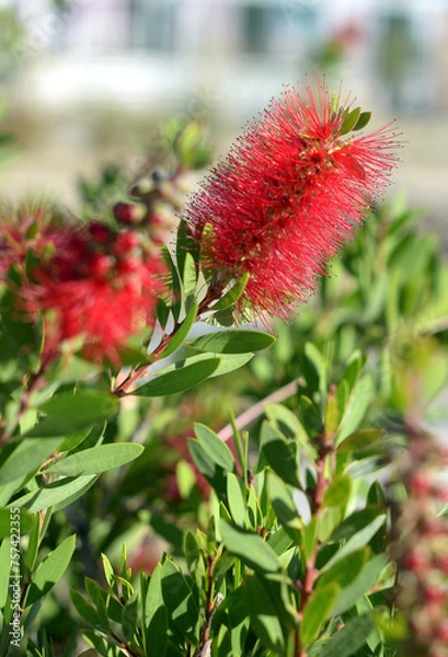 Obraz Red flower, callistemon, close-up