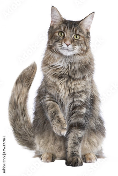 Obraz Langhaar Katze