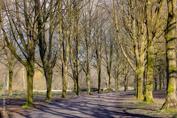 Fototapeta Late winter and early spring landscape, Nature cuve pathway through the wood, A row of bare trees along both side of walkways, Amsterdamse Bos (forest) A park in Amstelveen and Amsterdam, Netherlands.