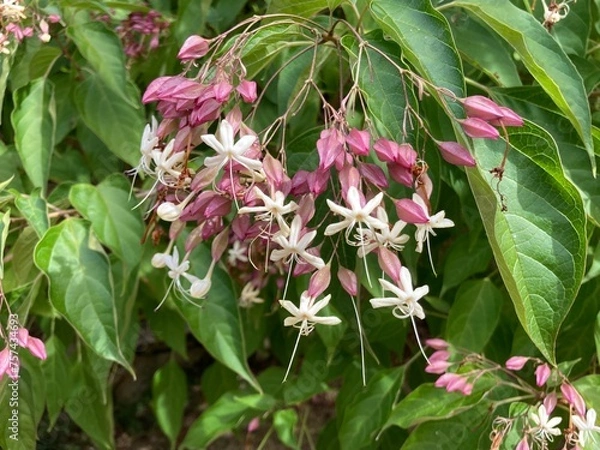 Obraz White and pink flowers of the clerodendrum with the green foliage of the tree