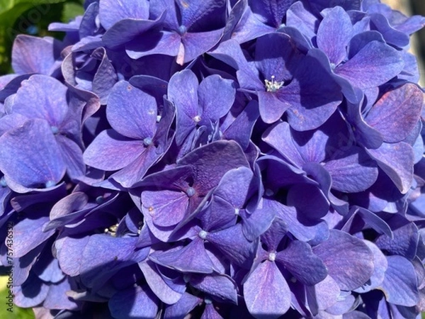 Obraz Close-up of blue hydrangea flower exposed to sunlight