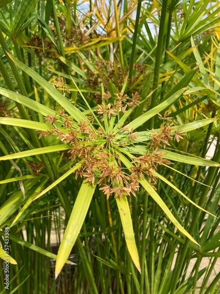 Obraz Papyrus leaves and flowers close-up