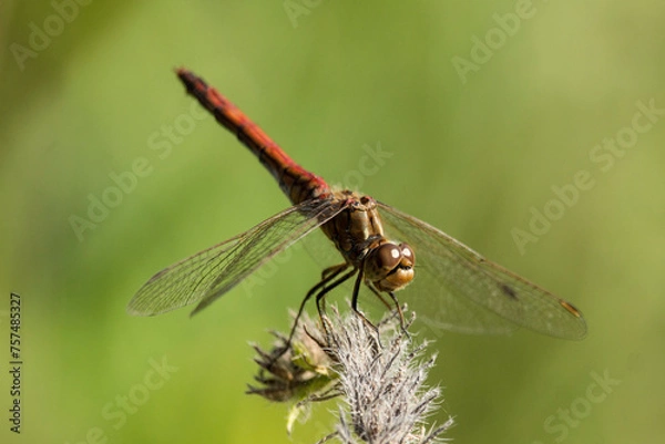 Fototapeta blutrote Heidelibelle (Männchen)