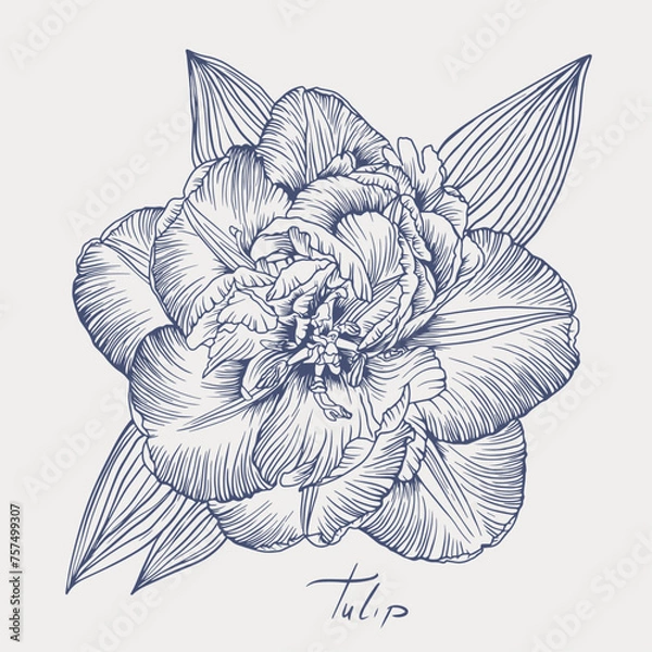 Fototapeta Outline drawing of a tulip. Tulip hand-drawn