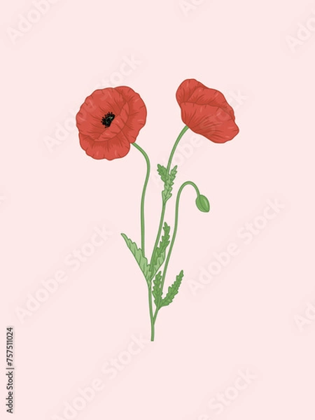 Obraz Two Red Poppies Illustration