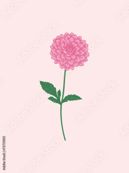 Obraz Pink Dahlia Illustration