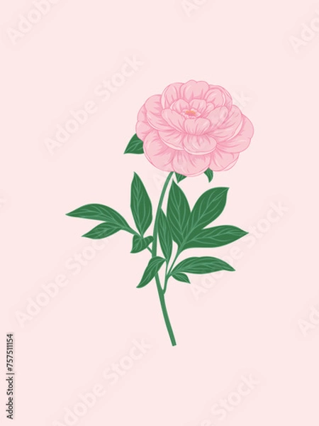 Obraz Pink Peony Illustration