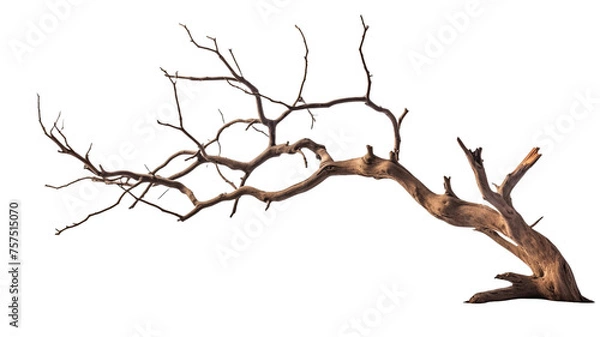 Fototapeta Dead tree isolated on transparent or white background.
