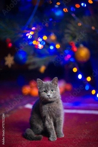 Fototapeta The grey kitten on the blurring Christmas background