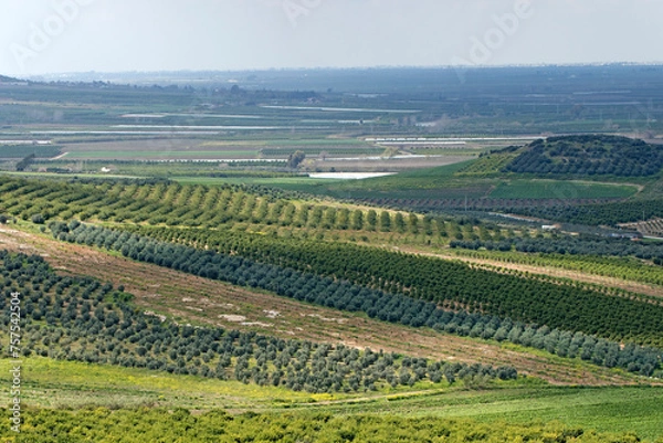 Fototapeta Citrus orchards in the Yuregir plain in Cukurova region in Turkey