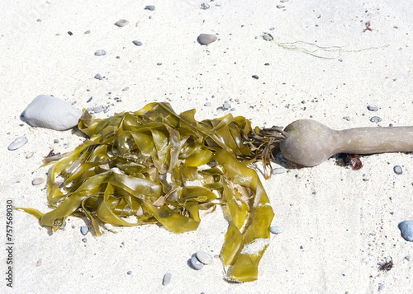 Fototapeta Close up on stalk of kelp washed up on a sandy beach. Kelp is a large brown algae or seaweeds that make up the order Laminariales.