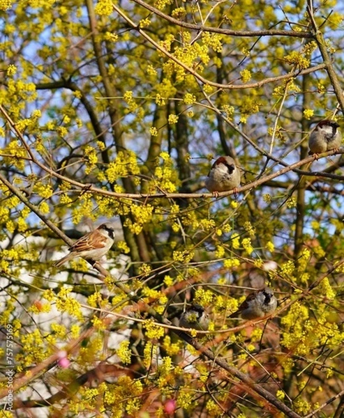 Fototapeta yellow leaves