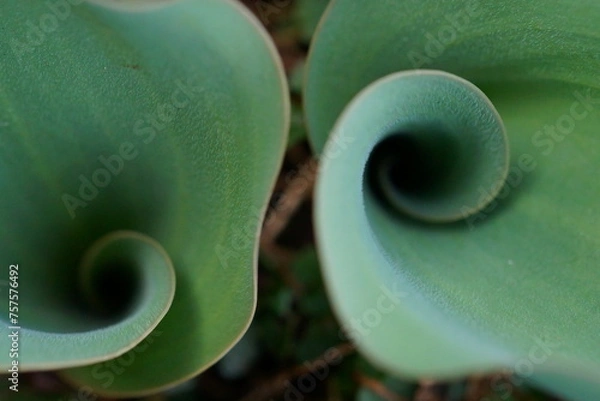Fototapeta Fibonacci essence in nature; the growth spiral of the tulip leaf